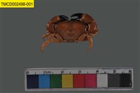 藏品(礁石假團扇蟹)的圖片